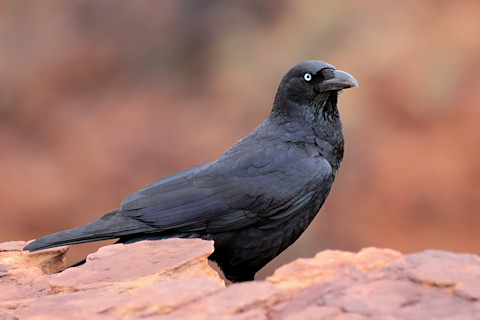 Torresian Crow (Corvus orru)